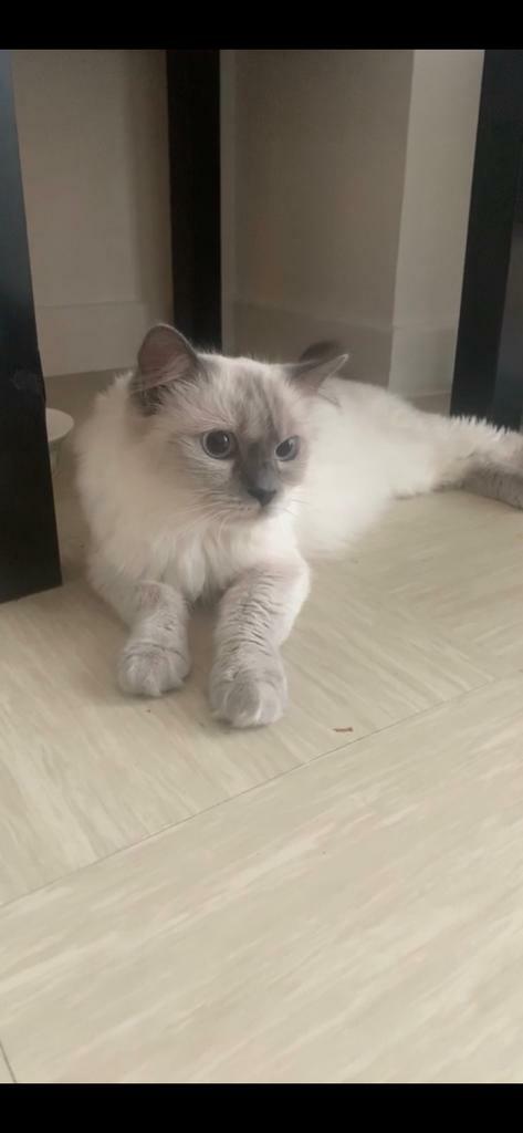 gumtree ragdoll